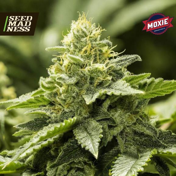 CLEARANCE - Viper Haze Feminised Seeds - DISCONTINUED (Moxie Seeds)