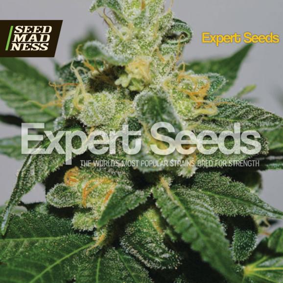 CLEARANCE - White Gold Feminised Seeds (Expert Seeds)