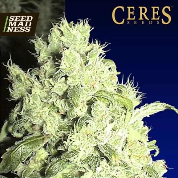 White Indica Feminised Seeds (Ceres Seeds)