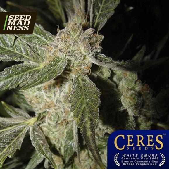 White Panther Feminised Seeds (Ceres Seeds)