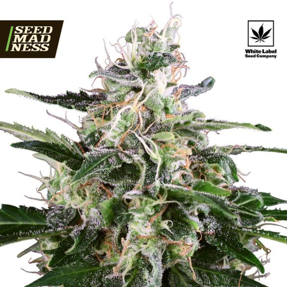 White Skunk Auto Feminised Seeds (White Label Seed Co)