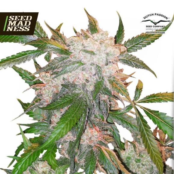 White Widow Feminised Seeds (Dutch Passion)