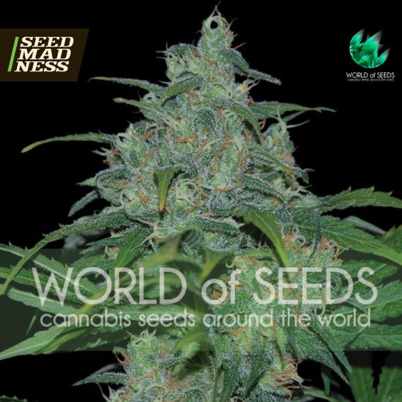 Wild Thailand (Pure Origin Collection) Feminised Seeds (World Of Seeds)