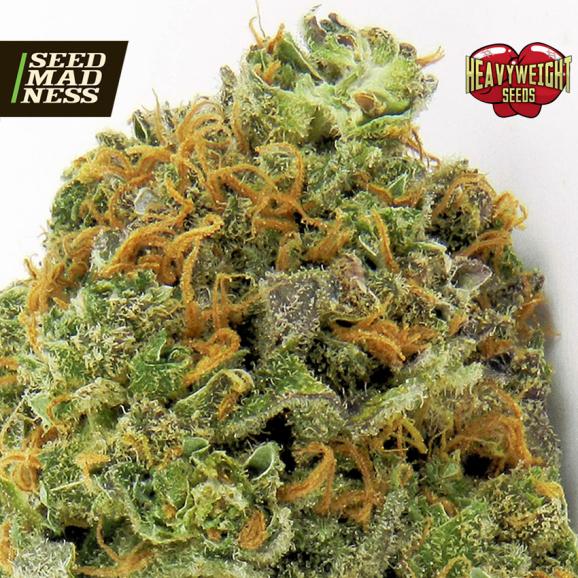 Wipeout Express Auto Feminised Seeds (Heavyweight Seeds)