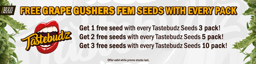 Tastebudz Seeds Promotion
