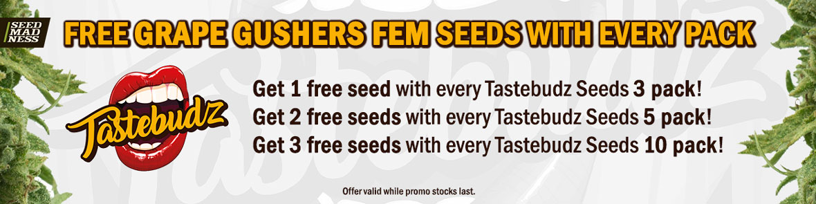 Tastebudz Seeds Promo